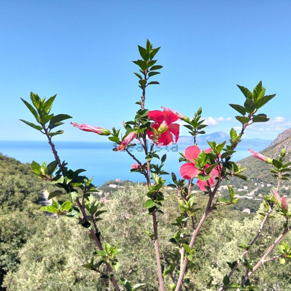 casa indipendente in vendita a Maratea in zona Marina