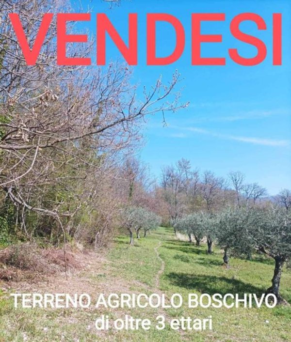 terreno agricolo in vendita a Rivello