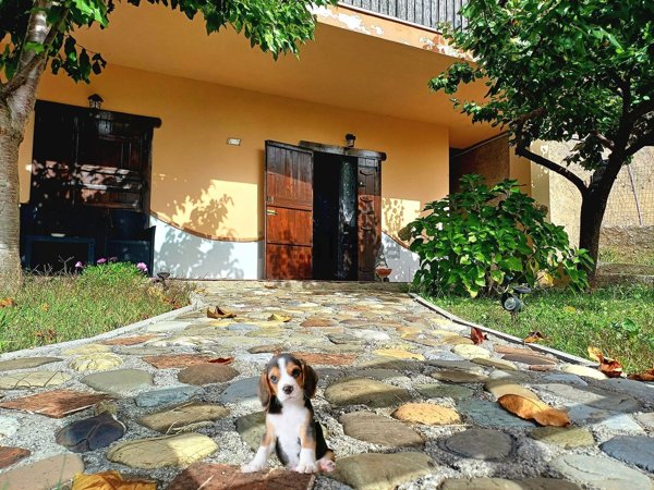 casa indipendente in vendita a Trecchina