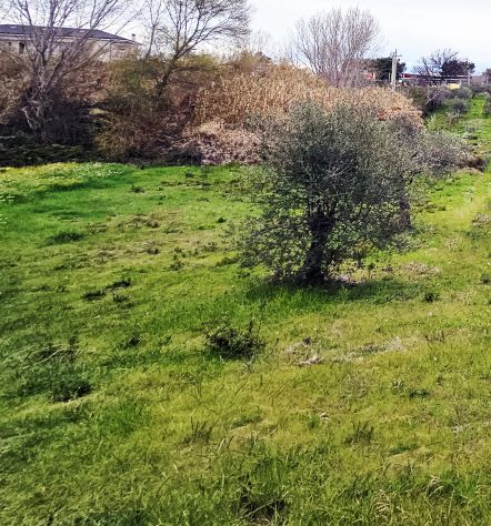 terreno agricolo in vendita a Venosa