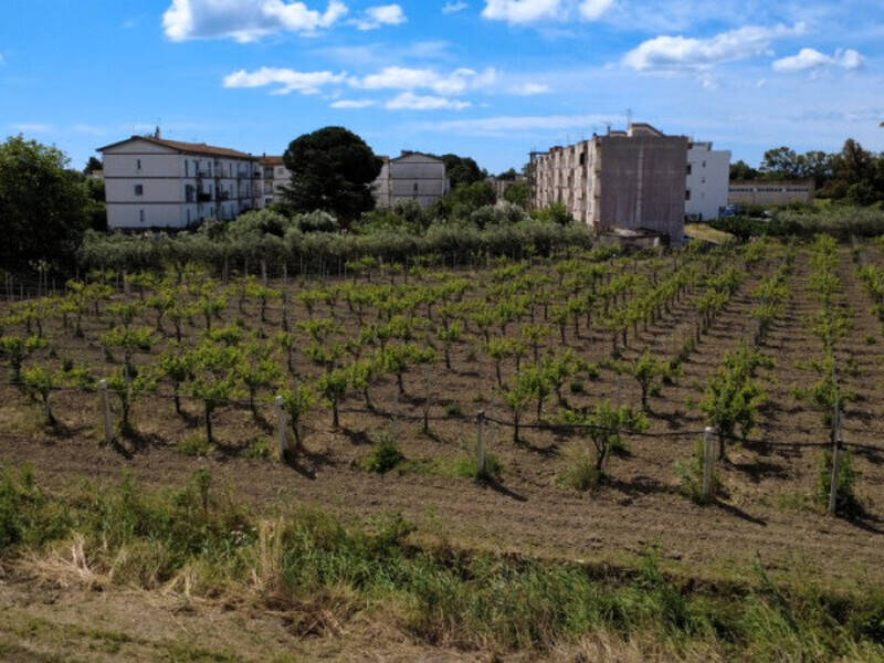 terreno agricolo in vendita a Bernalda in zona Metaponto