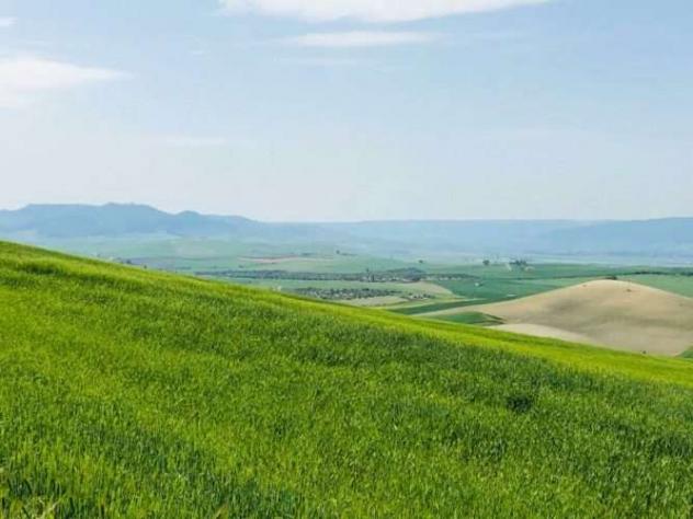azienda agricola in vendita a Ferrandina