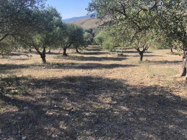 terreno agricolo in vendita a Grassano