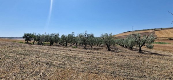 terreno agricolo in vendita a Matera in zona Borgo Venusio