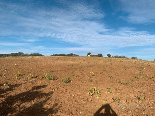 azienda agricola in vendita a Montalbano Jonico