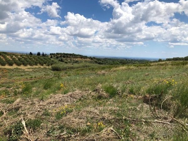 terreno agricolo in vendita a Montalbano Jonico