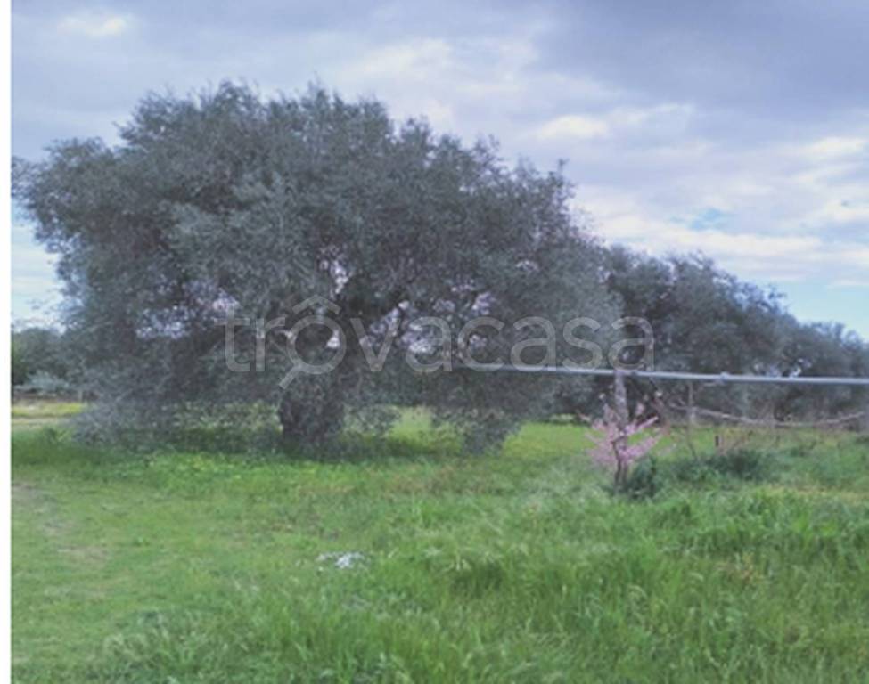 terreno agricolo in vendita a Montalbano Jonico