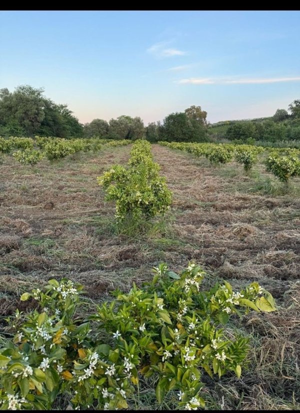terreno agricolo in vendita a Montalbano Jonico
