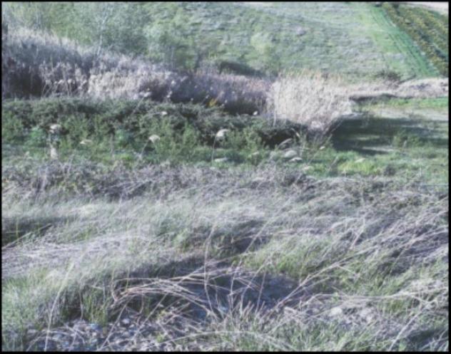 terreno agricolo in vendita a Montalbano Jonico