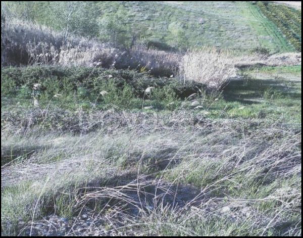 terreno agricolo in vendita a Montalbano Jonico