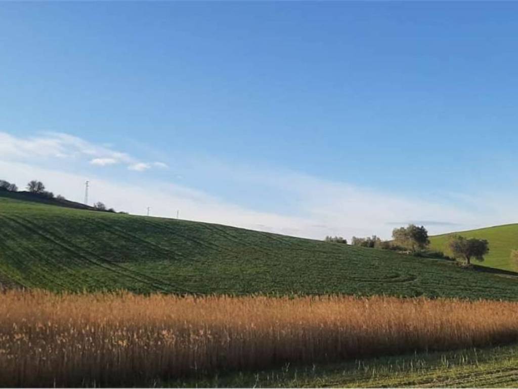 terreno agricolo in vendita a Montescaglioso