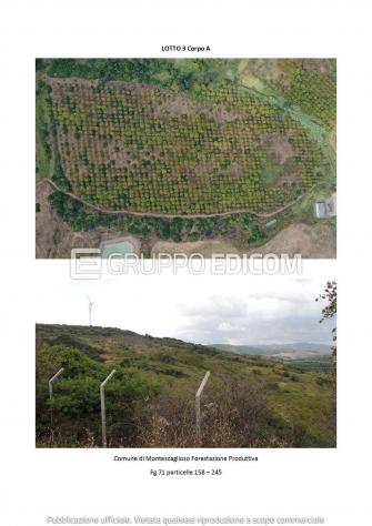 terreno agricolo in vendita a Montescaglioso