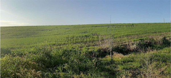 terreno agricolo in vendita a Montescaglioso