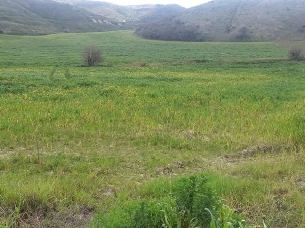 terreno agricolo in vendita a Montescaglioso