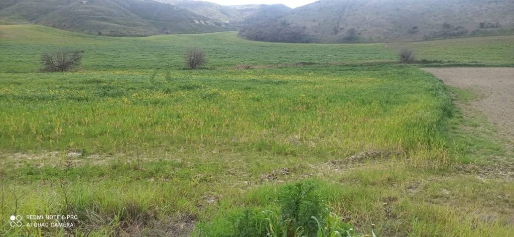 terreno agricolo in vendita a Montescaglioso