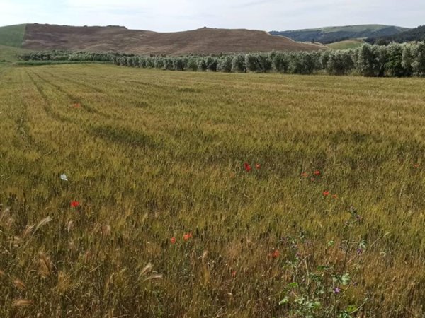 terreno agricolo in vendita a Montescaglioso