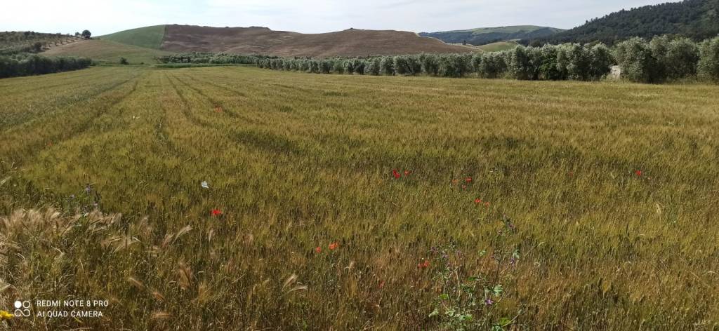 terreno agricolo in vendita a Montescaglioso