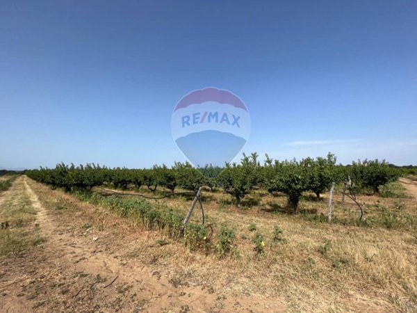 azienda agricola in vendita a Pisticci in zona Tinchi