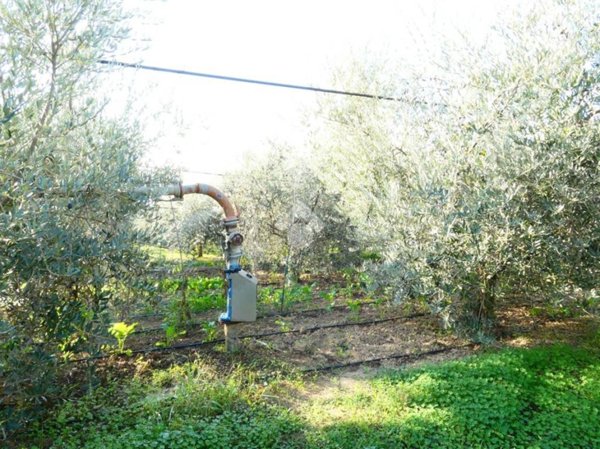 terreno agricolo in vendita a Policoro