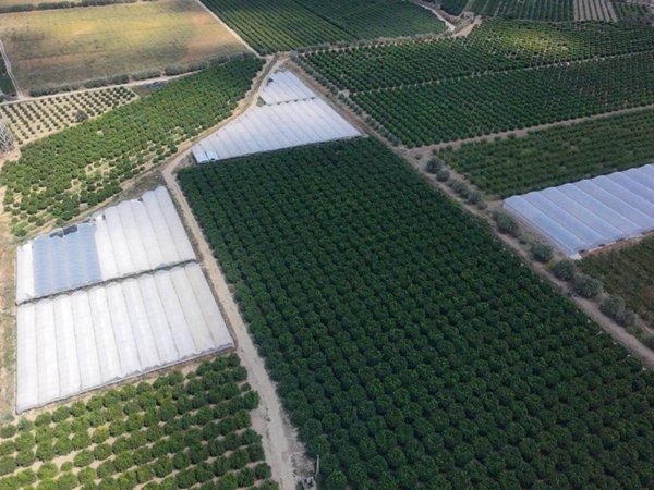 terreno agricolo in vendita a Policoro