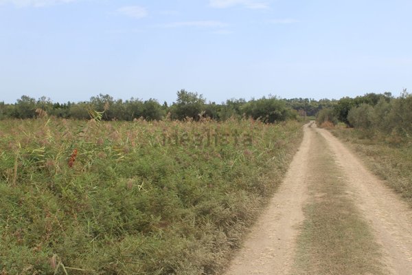 terreno agricolo in vendita a Policoro