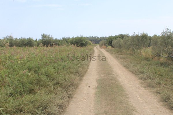 terreno agricolo in vendita a Policoro