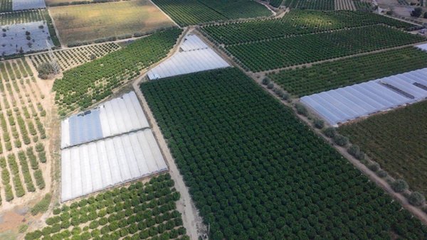 terreno agricolo in vendita a Policoro