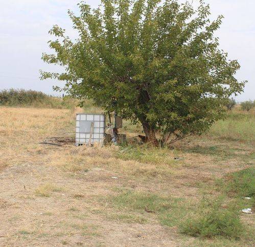 terreno agricolo in vendita a Policoro