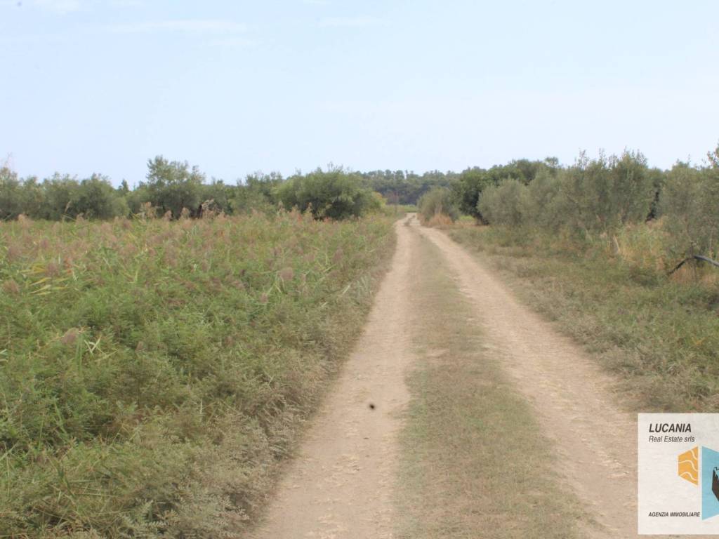 terreno agricolo in vendita a Policoro