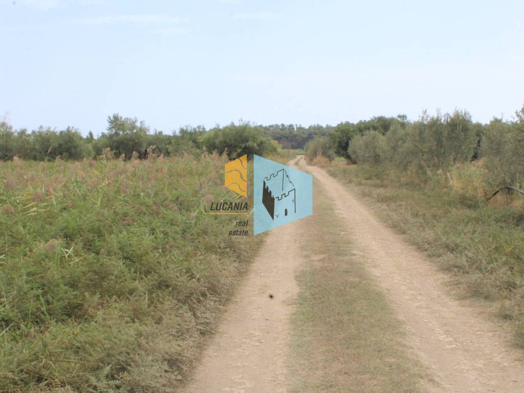 terreno agricolo in vendita a Policoro