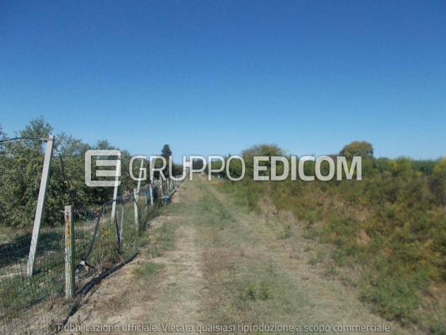 terreno agricolo in vendita a Policoro