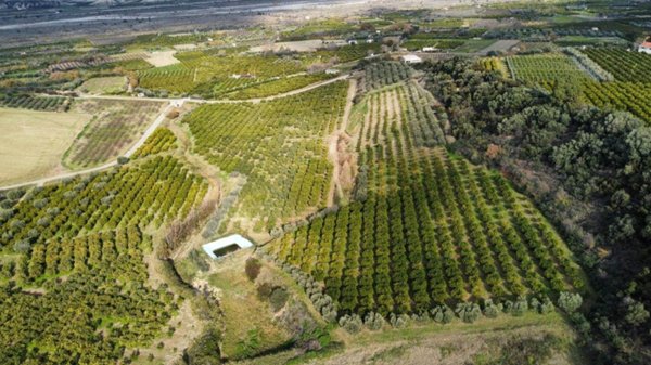 terreno agricolo in vendita a Rotondella