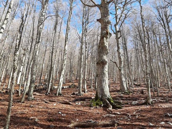 terreno agricolo in vendita a Tursi