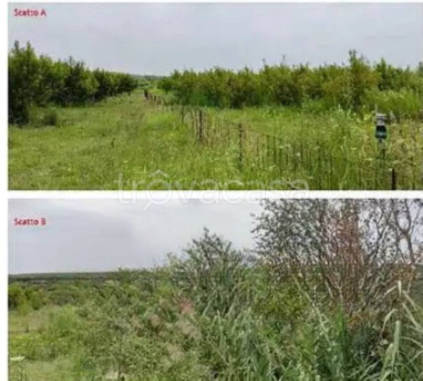 terreno agricolo in vendita a Tursi