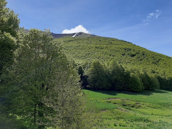 azienda agricola in vendita a Tursi
