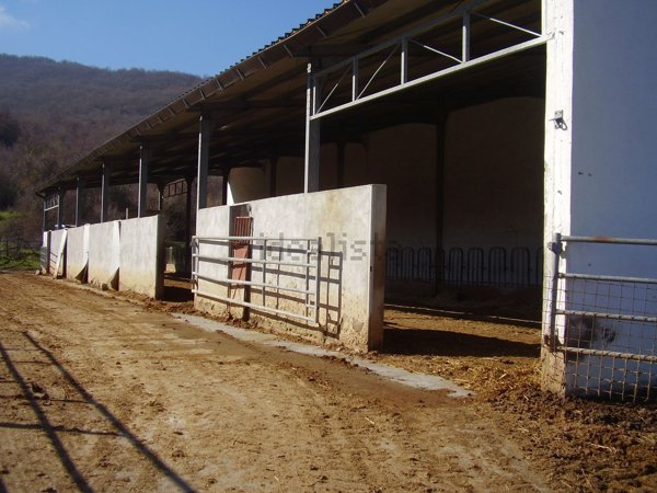 azienda agricola in vendita a Tursi