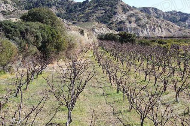 terreno agricolo in vendita a Tursi