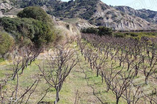 terreno agricolo in vendita a Tursi