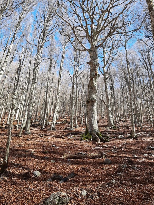 terreno agricolo in vendita a Tursi