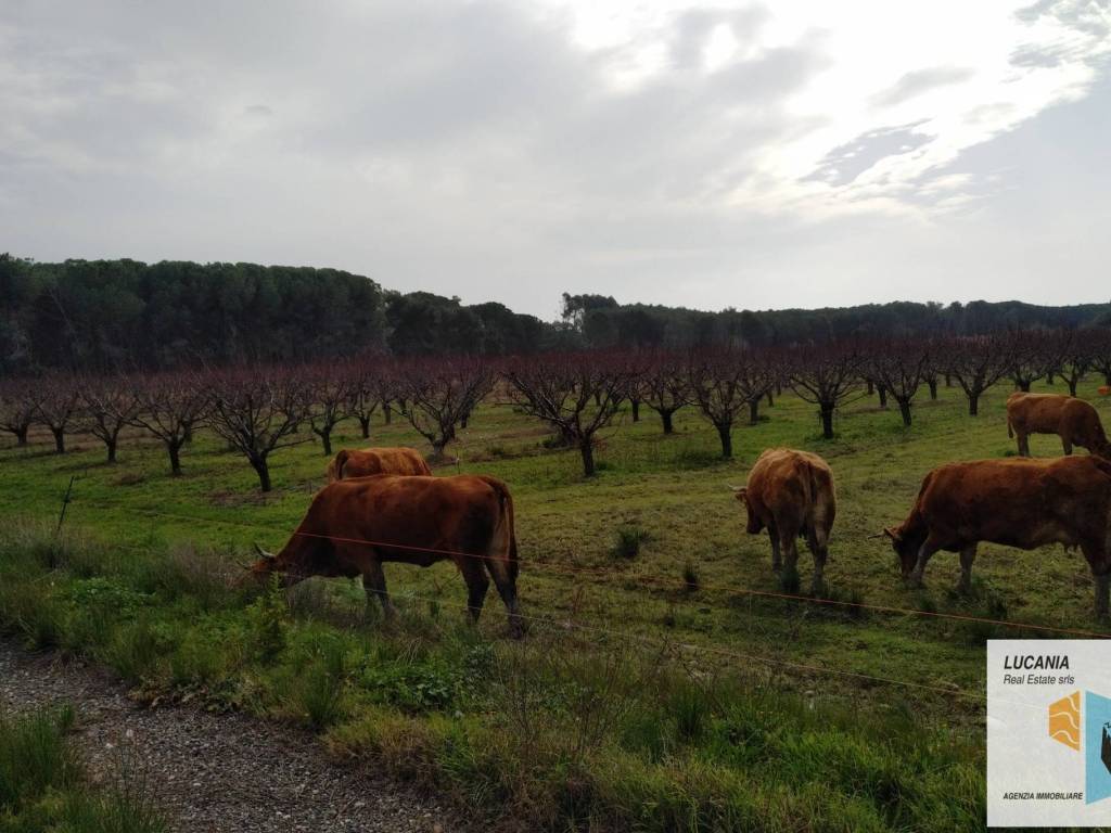 terreno agricolo in vendita a Tursi