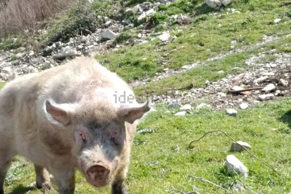 terreno agricolo in vendita a Tursi