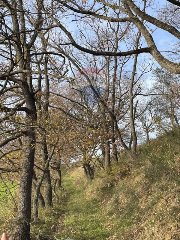 terreno agricolo in vendita ad Acquaformosa