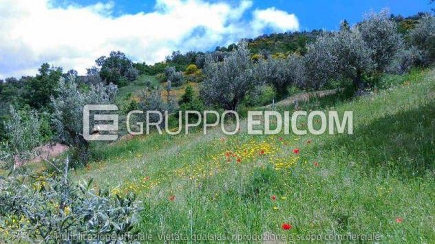 terreno agricolo in vendita ad Acri