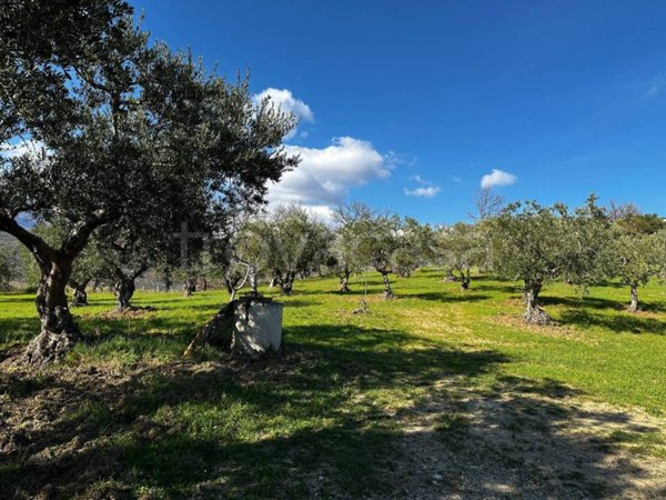 terreno agricolo in vendita ad Altomonte