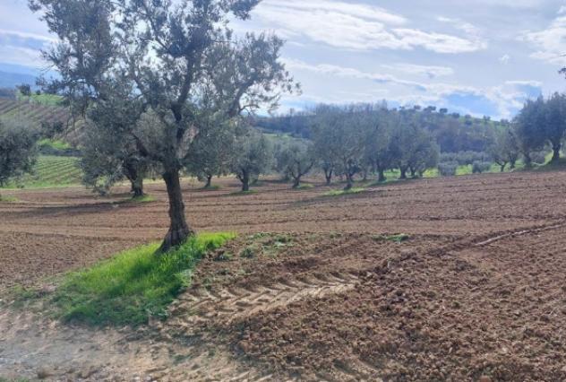 terreno agricolo in vendita ad Altomonte