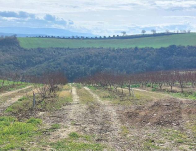 terreno agricolo in vendita ad Altomonte