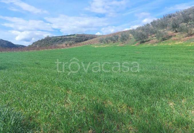 terreno agricolo in vendita ad Altomonte