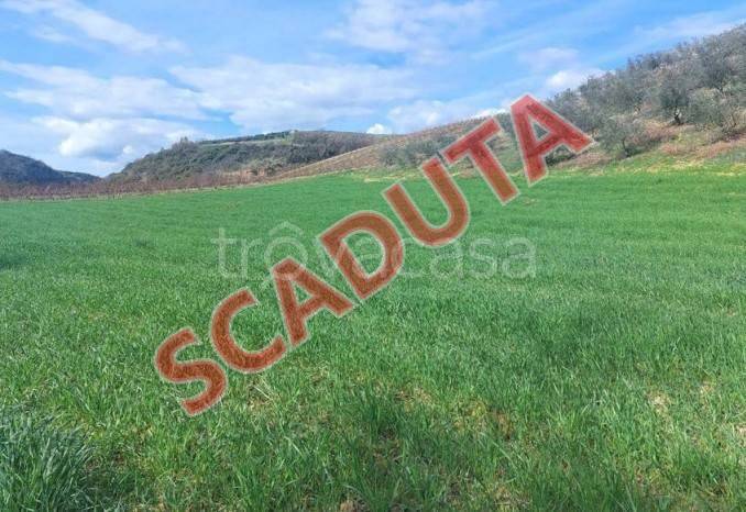 terreno agricolo in vendita ad Altomonte