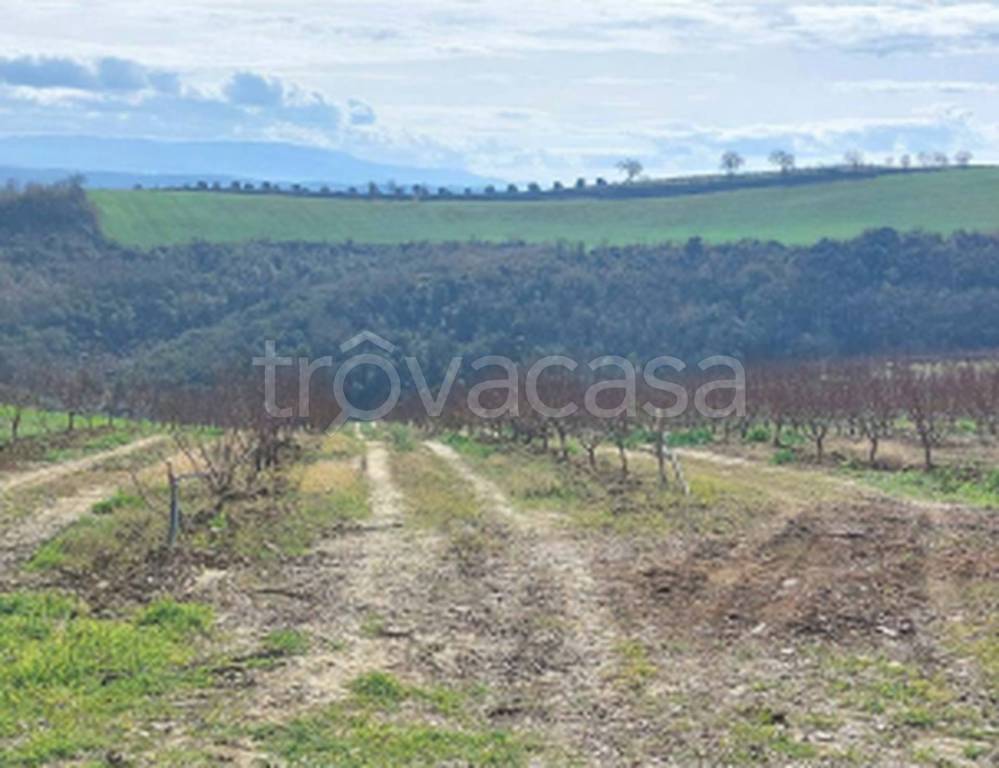 terreno agricolo in vendita ad Altomonte