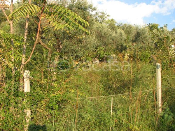 terreno agricolo in vendita ad Amantea